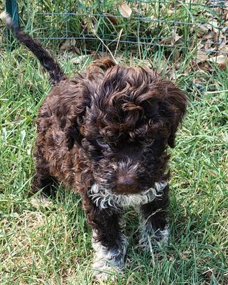 Cuccioli di Lagotto Romagnolo con Pedigree