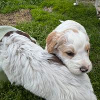 Lagotto romagnolo