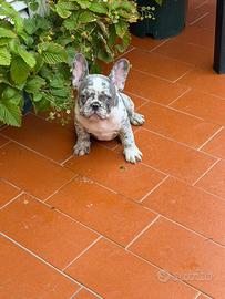 Cucciolo di Bulldog francese