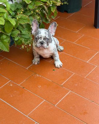 Cucciolo di Bulldog francese