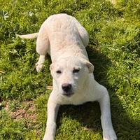 Gea cucciola in adozione