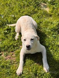Gea cucciola in adozione
