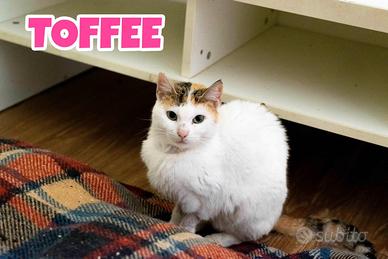 Toffee gattina di due anni adozione del cuore