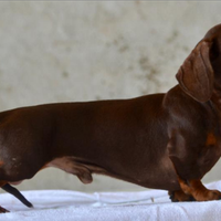 Bassotto Maschio kaninchen