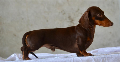 Bassotto Maschio kaninchen