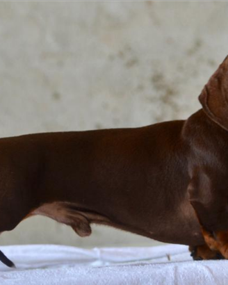Bassotto Maschio kaninchen