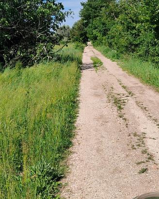 Uliveto terreno agricolo