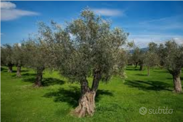 Terreno uliveto 5.2 ettari