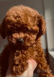 Cuccioli barboncino toy e mini toy
