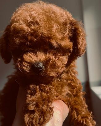 Cuccioli barboncino toy e mini toy