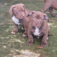 American bully cuccioli XL