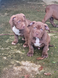 American bully cuccioli XL