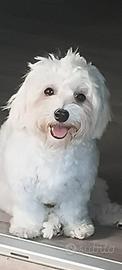 Maltese