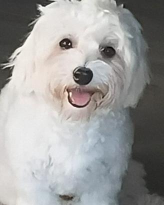 Maltese