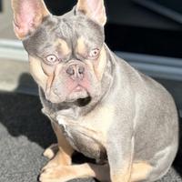 Bulldog Francese Blu and Tan