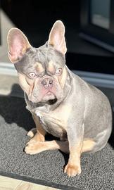 Bulldog Francese Blu and Tan