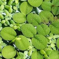 Salvinia Minima pianta galleggiante per acquario 