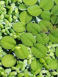 Salvinia Minima pianta galleggiante per acquario 