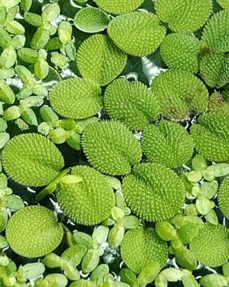 Salvinia Minima pianta galleggiante per acquario 