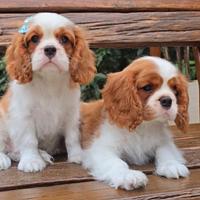Cavalier King