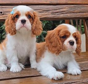 Cavalier King