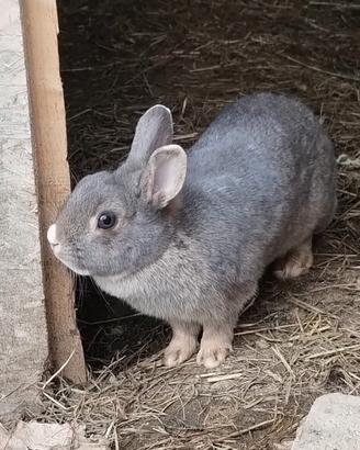 Coniglia Nana