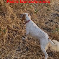 Cucciolata di setter inglese