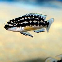 Julidochromis transcriptus Gombe