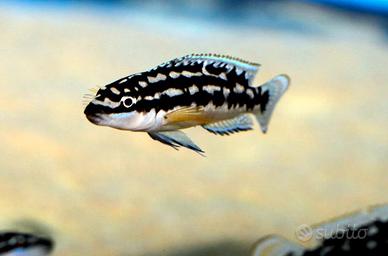 Julidochromis transcriptus Gombe