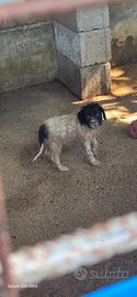 cane razza lagotto 