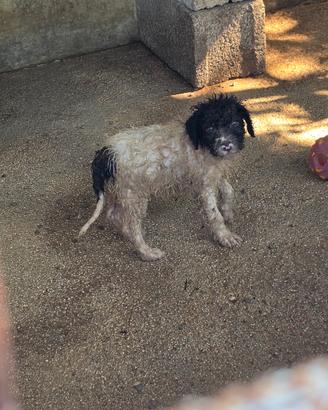 cane razza lagotto 