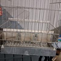 Cabbia per pappagalli