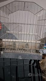 Cabbia per pappagalli