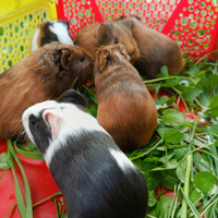 Cuccioli porcellini d'india sessati