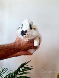 Coniglio nano con gabbia