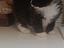 Immagine 3