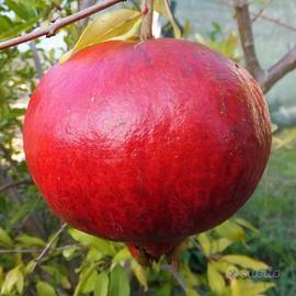 Alberi di melograno diverse età e varietà