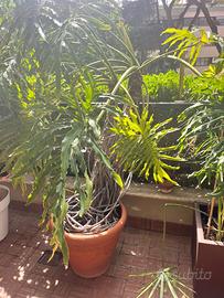 Filodendro Talea (Philodendron bipinnatifidum )