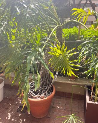 Filodendro Talea (Philodendron bipinnatifidum )