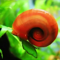 LUMACA Red Planorbarius, acquario, mangia alghe