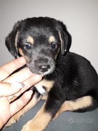 Cuccioli di misto cocker / beglee