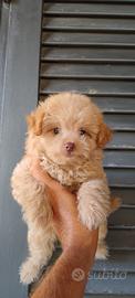 Cuccioli di maltipoo Toy