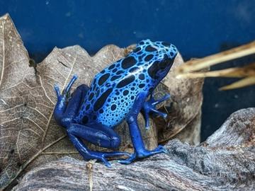 Dendrobates Azureus (Rana Freccia)