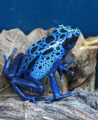 Dendrobates Azureus (Rana Freccia)