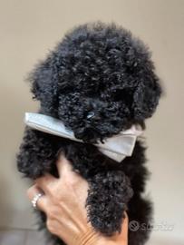 Barboncini mini toy e toy