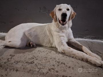 Cucciola adottasi, mamma setter