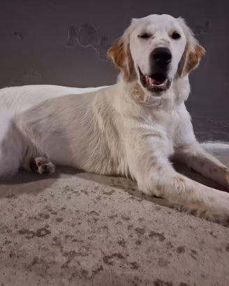 Cucciola adottasi, mamma setter