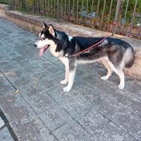 Husky siberian 10 mesi