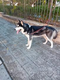 Husky siberian 10 mesi