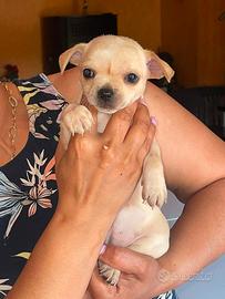 Cuccioli pincher chihuahua